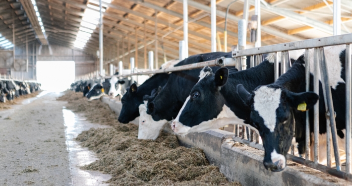Nieuwbouw stal Broek in Waterland