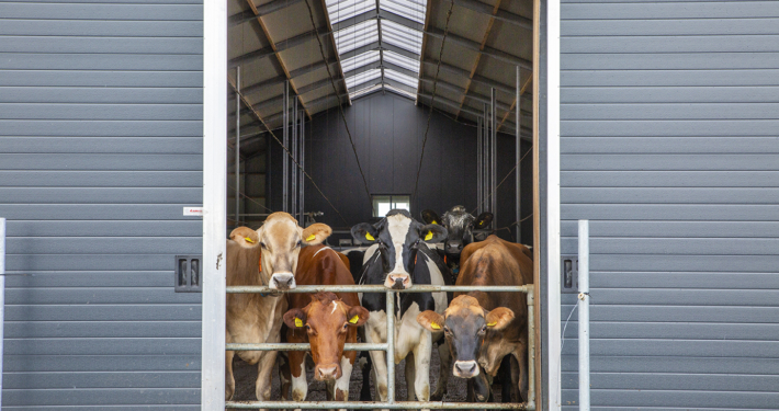 Nieuwbouw ligboxstal te Staphorst