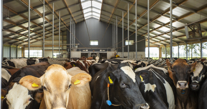 Nieuwbouw ligboxstal te Staphorst